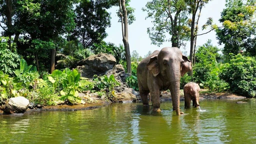 Elefante cammina in uno stagno