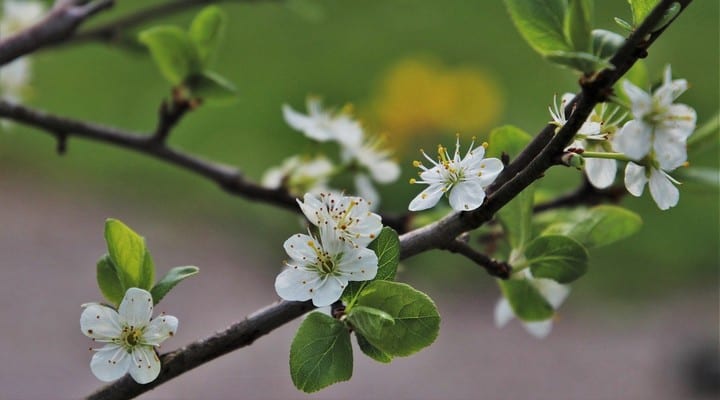 fiori