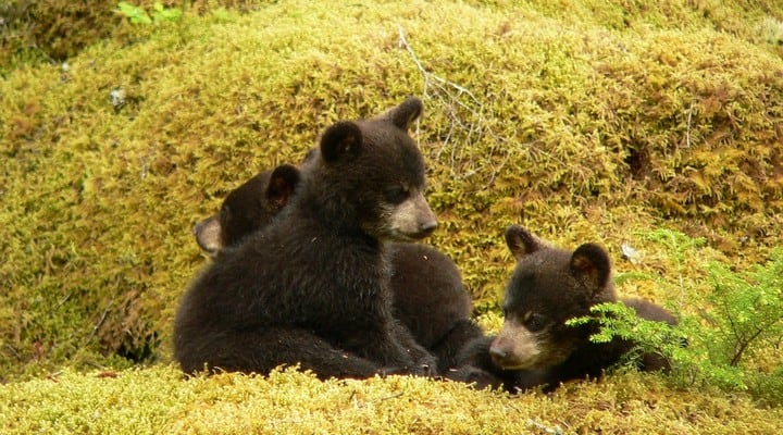 Taglialegna feriscono mamma orso con una motosega, i cuccioli muoiono assiderati