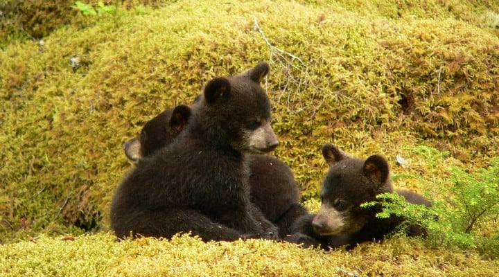 orsi, cuccioli