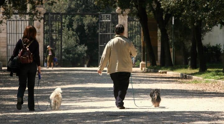 Uscita al parco con il cane