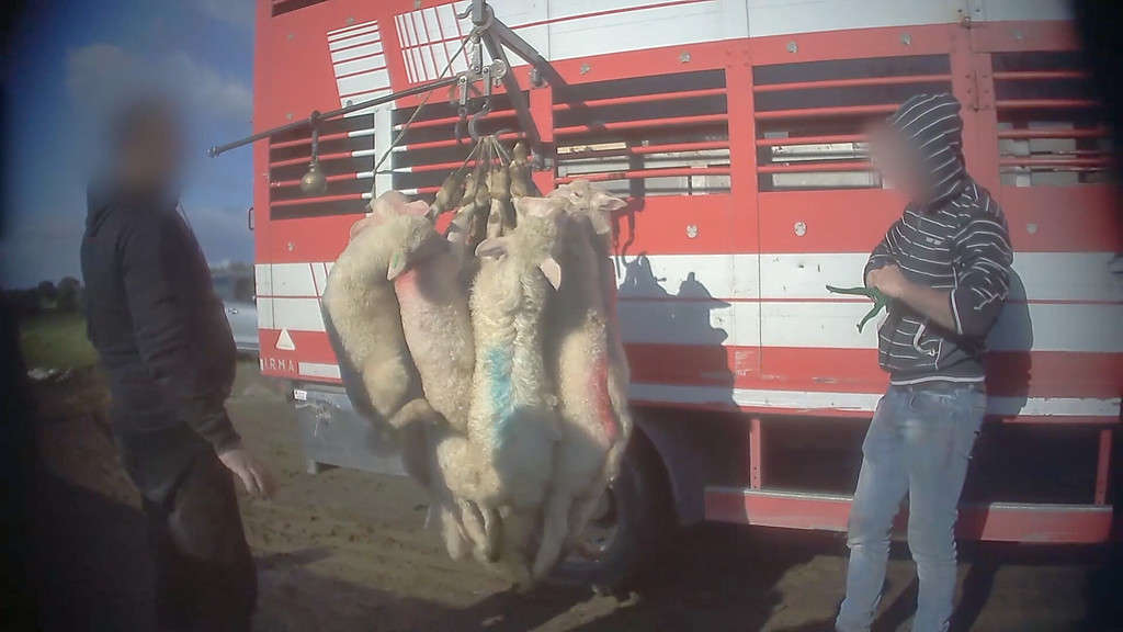 Sardegna, la straziante uccisione degli agnelli: le violenze negli allevamenti e nel macello