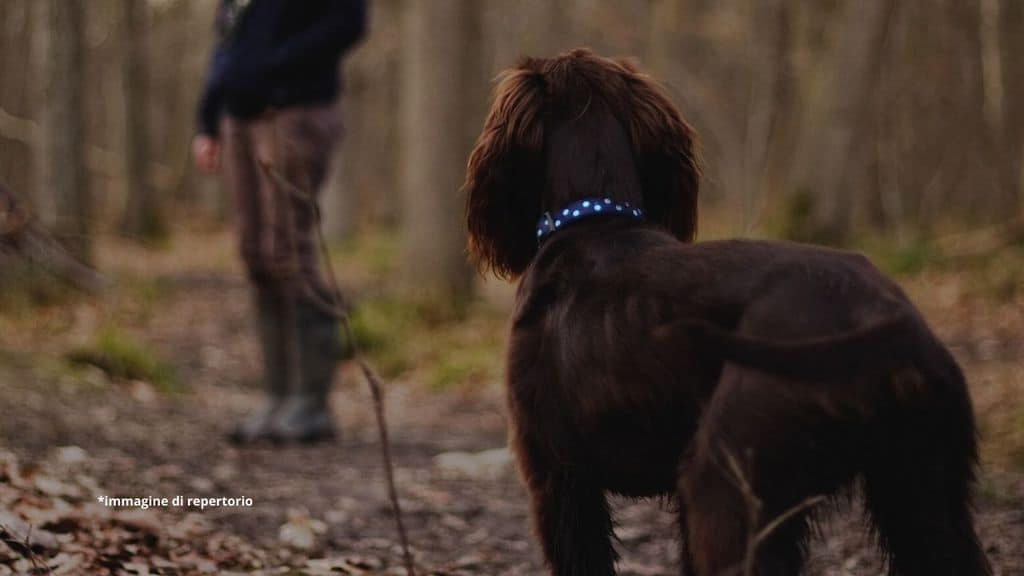 un cane nel bosco che cerca una bimba