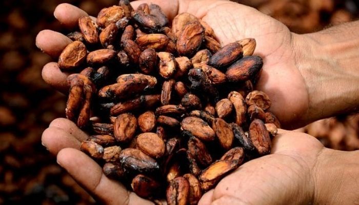 fave di cacao