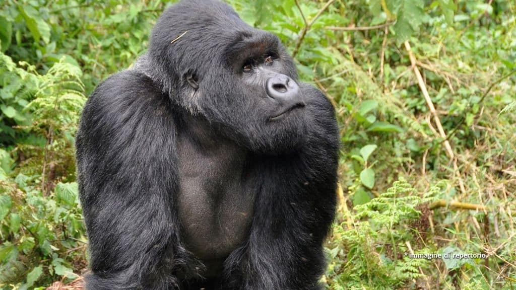 Un gorilla nella foresta