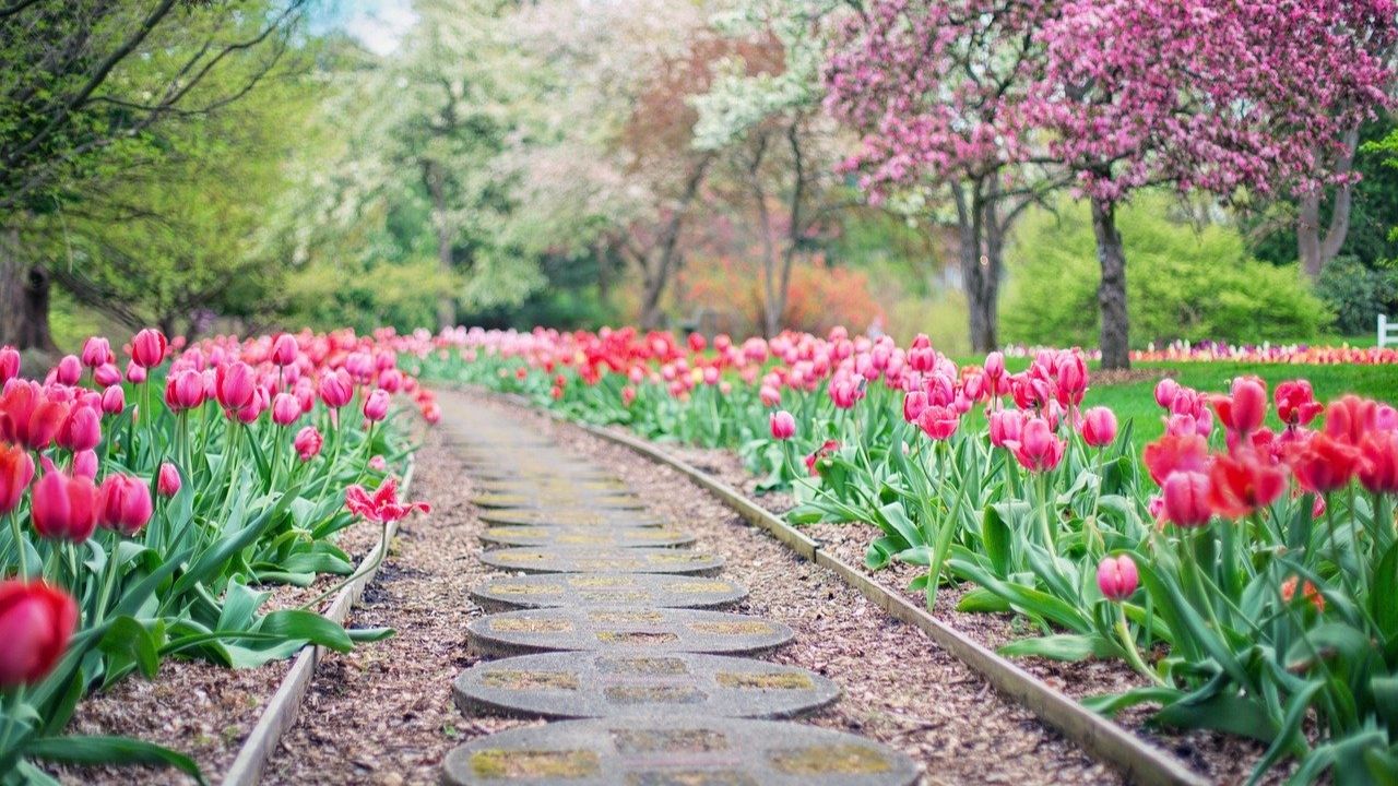 sentiero in giardino con tulipani
