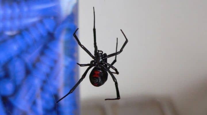 Una vedova nera, ragno pericoloso