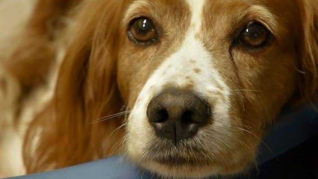 Pavia, 38 cani di razza Breton segregati e tenuti in pessime condizioni igieniche dalla padrona 60enne