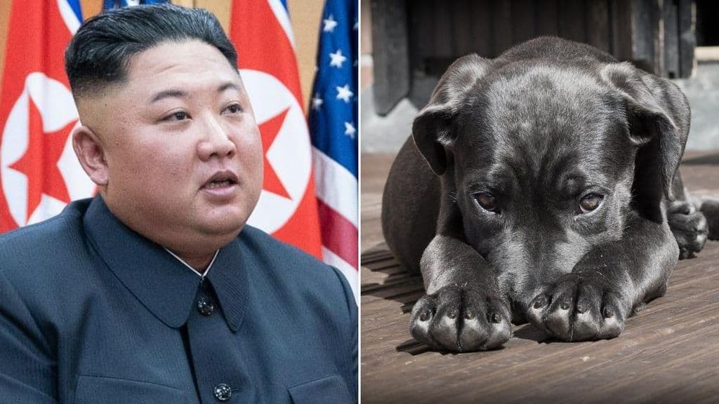 Il leader nordcoreano Kim Jong Un e un cane