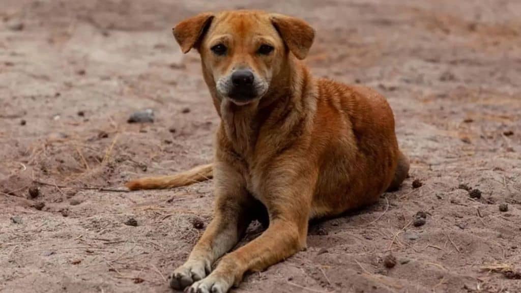 un cane in strada
