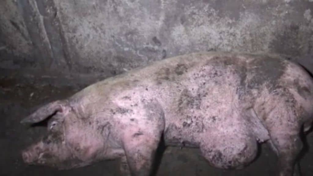 Pavia, carcasse di maiali e scheletri ammassati fuori dall’allevamento: la denuncia