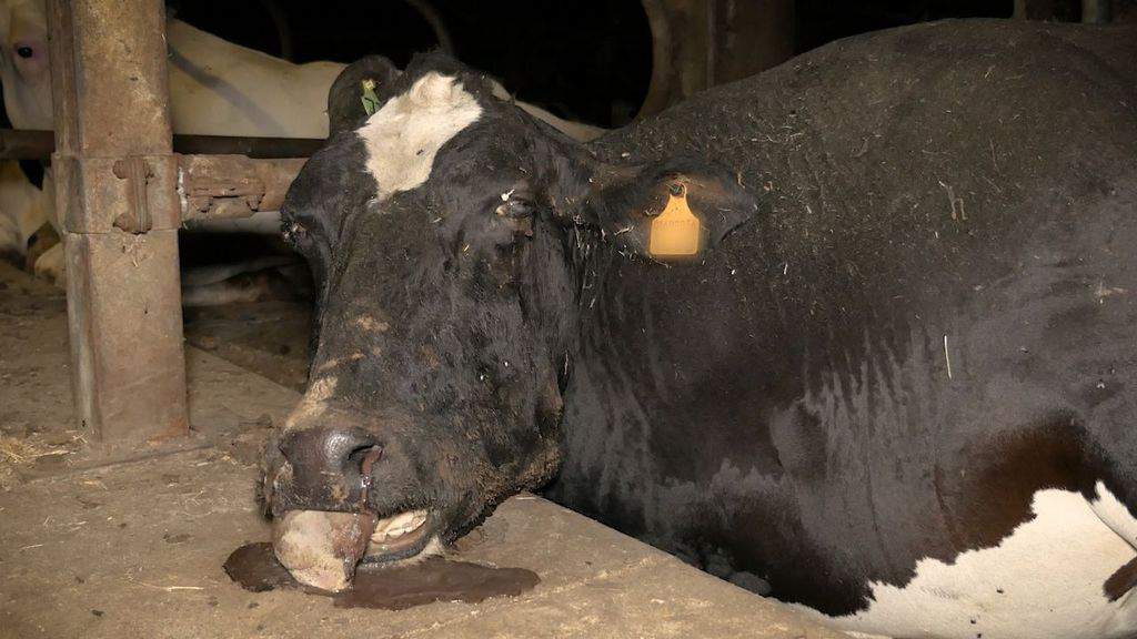 Crudeltà e sofferenza: la vera vita delle mucche “da latte”