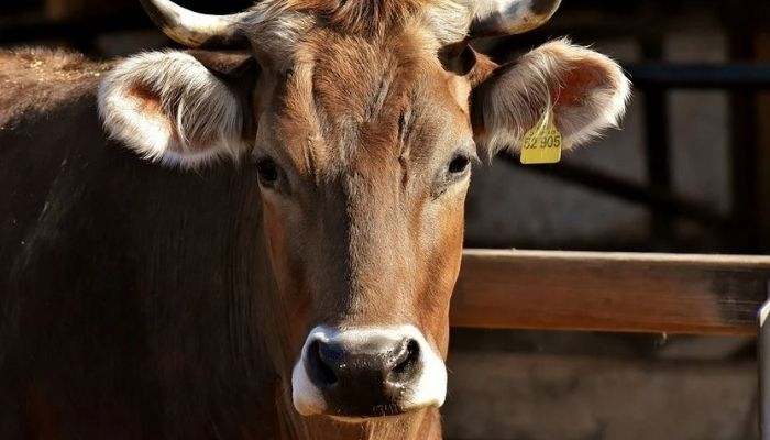 Affittare una mucca e guadagnare dal latte prodotto