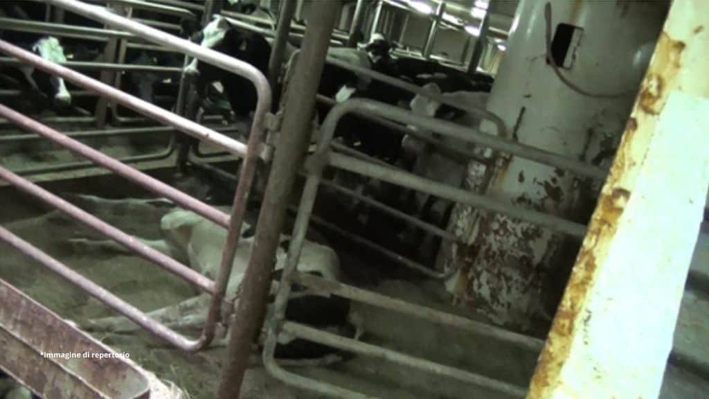 Trasporti via mare di animali vivi, ancora uno scandalo: migliaia di bovini in pericolo al largo di Cagliari