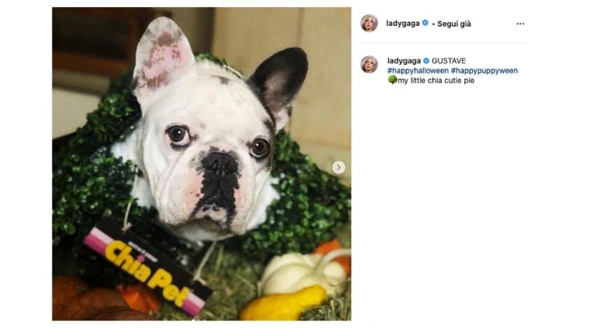 Gustav, uno dei bulldog francesi di Lady Gaga rapiti