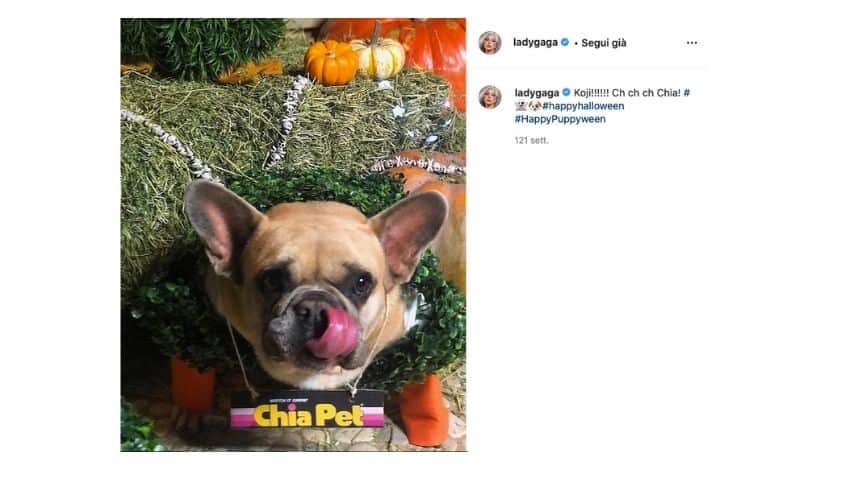 Koji, uno dei bulldog di Lady Gaga rapiti