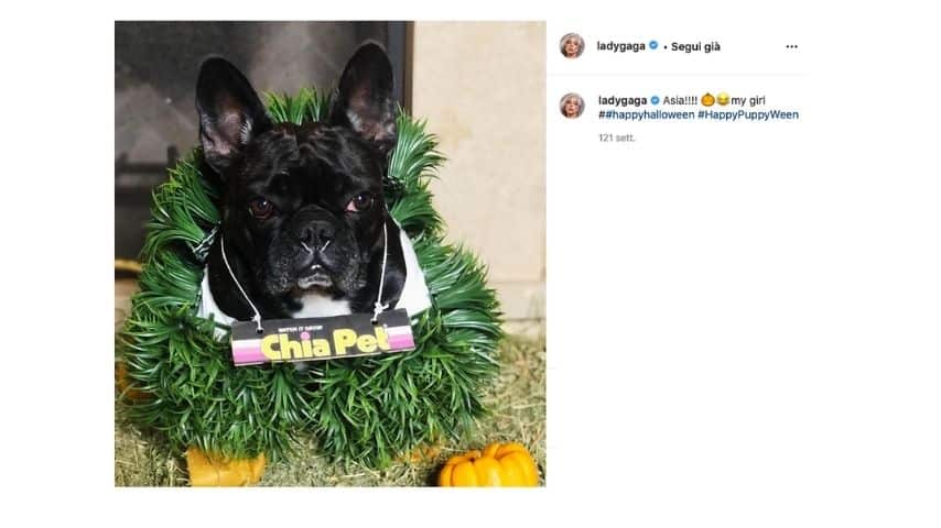 Miss Asia il cane di Lady Gaga che si è salvato dal rapimento