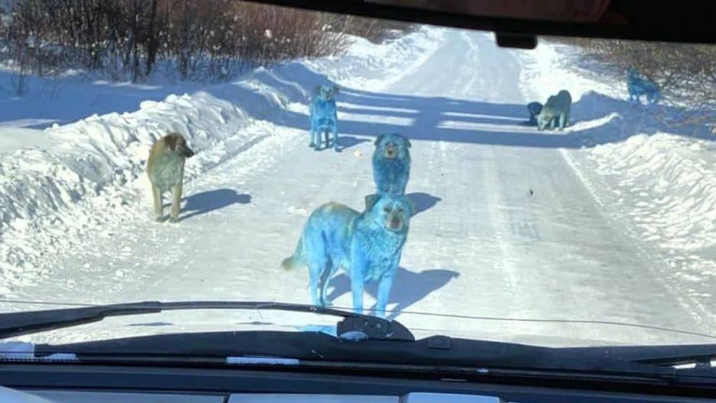 Cani blu a spasso per la città: l’incredibile scoperta vicino ad una fabbrica abbandonata