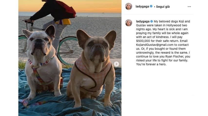 Lady Gaga posta una foto con i cani 