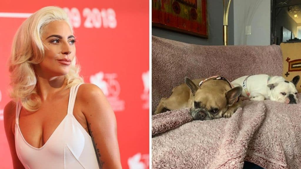 Lady Gaga e i suoi bulldog rapiti