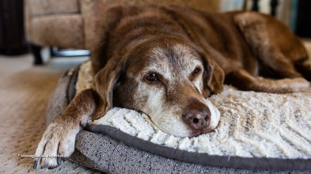 il cane cella 126 è stato adottato e si chiama rollo