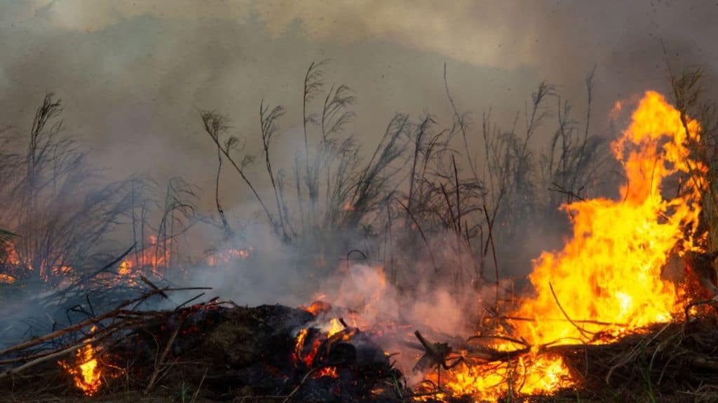 Deforestazione tropicale: nel 2020 persa un'area grande quanto i Paesi Bassi