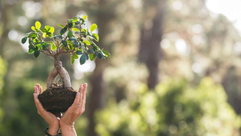 Giornata mondiale dell'ambiente: perché si festeggia il 5 giugno, ecosistemi e nuove sfide da affrontare