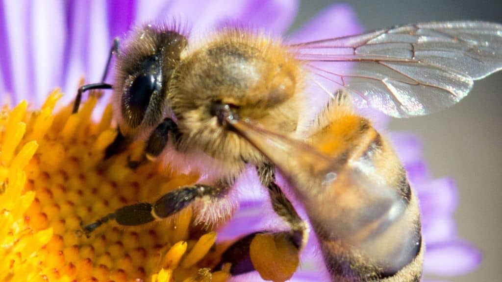 Giornata mondiale delle api: perché si festeggia il 20 maggio, ecosistema e rischio estinzione