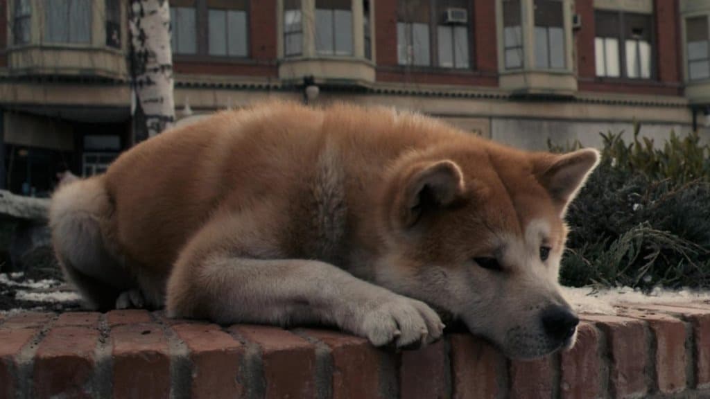 hachiko