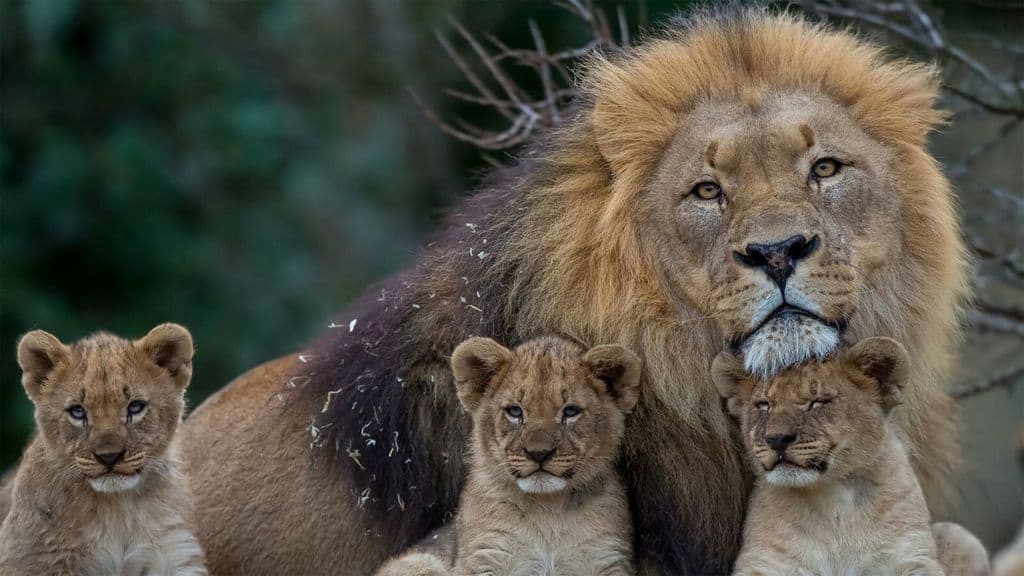 leoni a rischio in africa