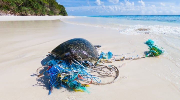 rifiuti plastica pericolo per le tartarughe