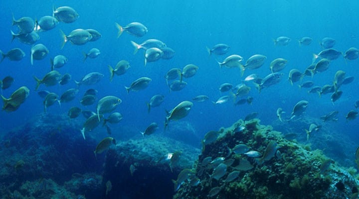 cambiamento climatico mediterraneo tropicale