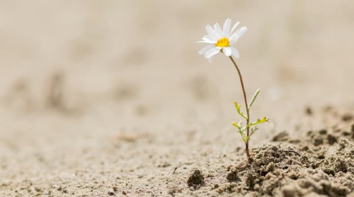 giornata mondiale lotta desertificazione