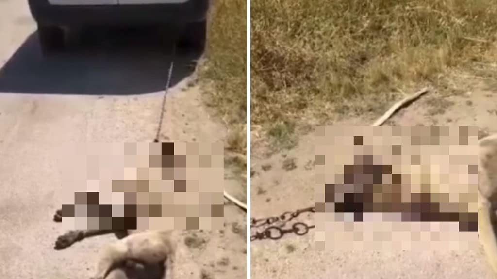 cane ucciso e trascinato per vendetta
