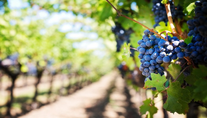 Quanto costa il cambiamento climatico all'agricoltura italiana