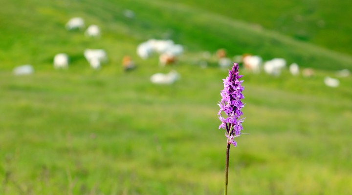 bando regione piemonte per trasferirsi in montagna