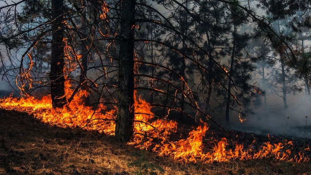 crisi climatica ondate di caldo incendi