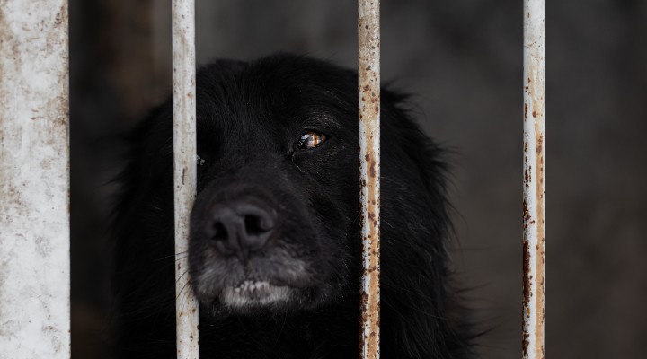 corea del sud divieto carne di cane