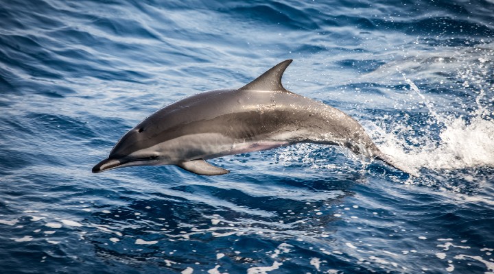 isole faroe mattanza delfini