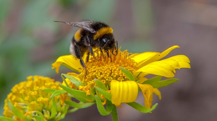 rischio estinzione impollinatori bombi e api
