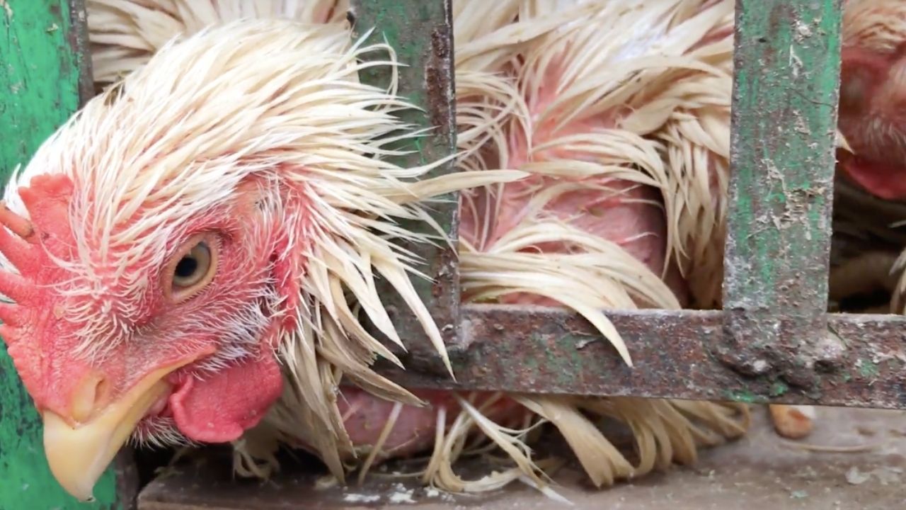 Wet market, la nuova inchiesta di Animal Equality. La denuncia: “Intense sofferenze inflitte agli animali”