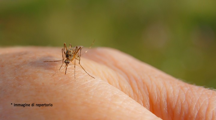 zanzara giapponese pericolo diffusione
