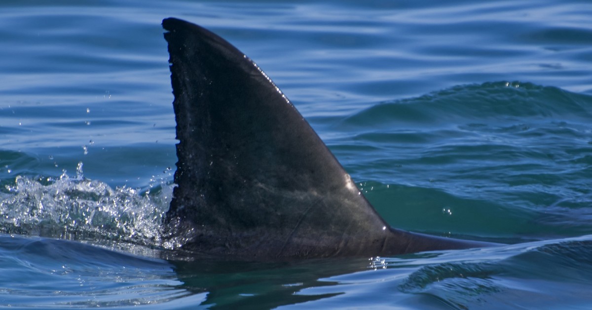 Stop allo spinnamento degli squali negli Stati Uniti: un nuovo provvedimento approvato dal Senato