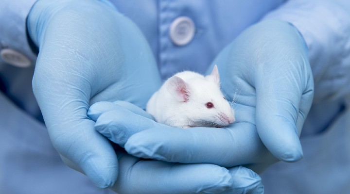 decreto sperimentazione alternativa animali
