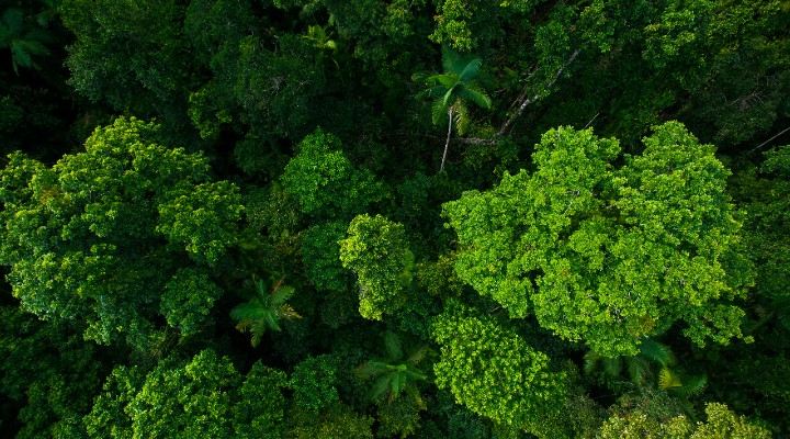foresta pluviale torna agli aborigeni