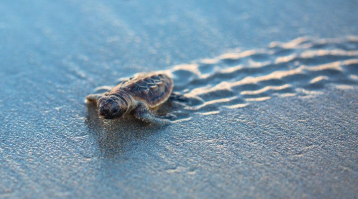 tartarughe in aumento sulle spiagge italiane