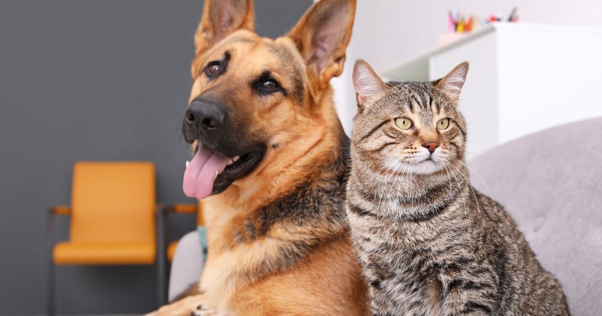 1 milione di euro donati a cani e gatti in difficoltà: l’eredità di una generosa defunta per Empoli