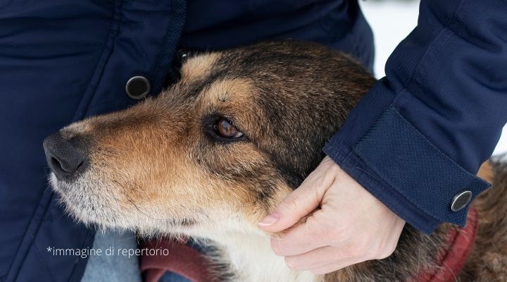 Cane salva vita padrone