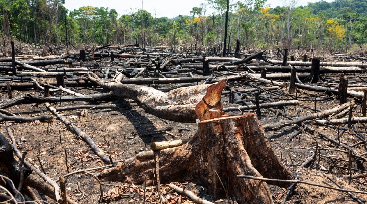 amazzonia nuovo record deforestazione