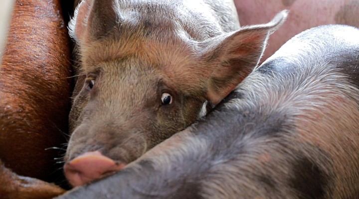 Maiali sgozzati ancora coscienti: Animal Equality denuncia il macello degli orrori. Le immagini